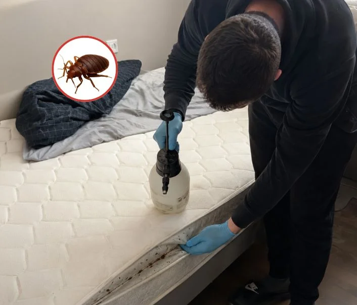 Technicien traitant un matelas contre les punaises de lit à Crouy-sur-Ourcq